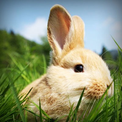 moi mr lapin je vais vous montrer des gens simples qui ne demandaient qu'a venir vivre heureux et se retrouver pour passer de bons moments tous ensemble....helas quelques énergumènes... mais c'est une autre histoire voyez par vous même ...